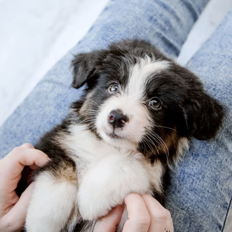 Stine Veterinary Hospital in Bakersfield