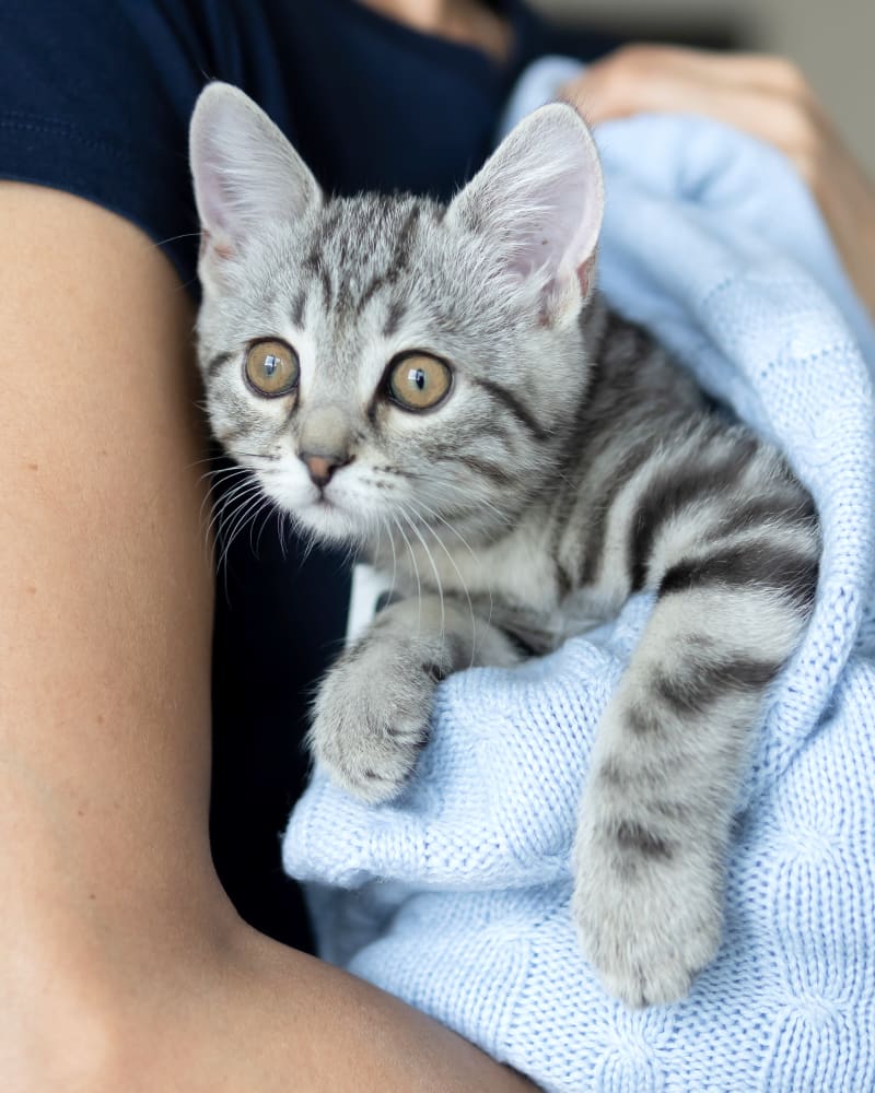 cat at animal hospital