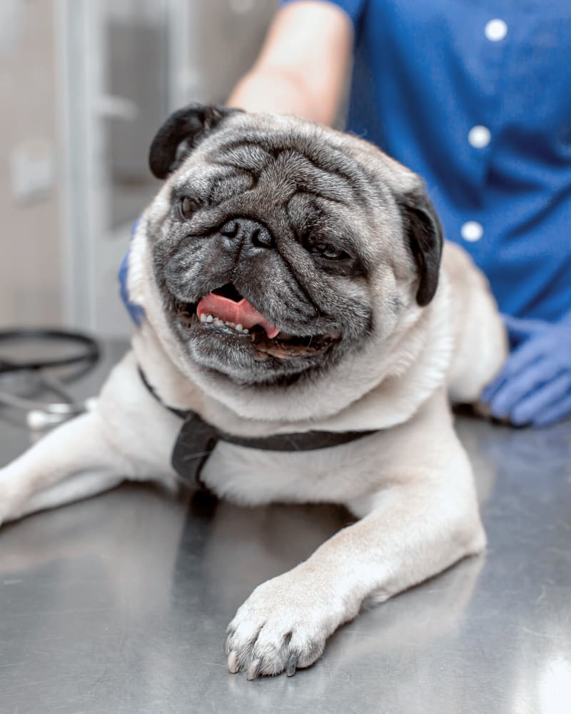 dog resting after veterinary exam at animal hospital