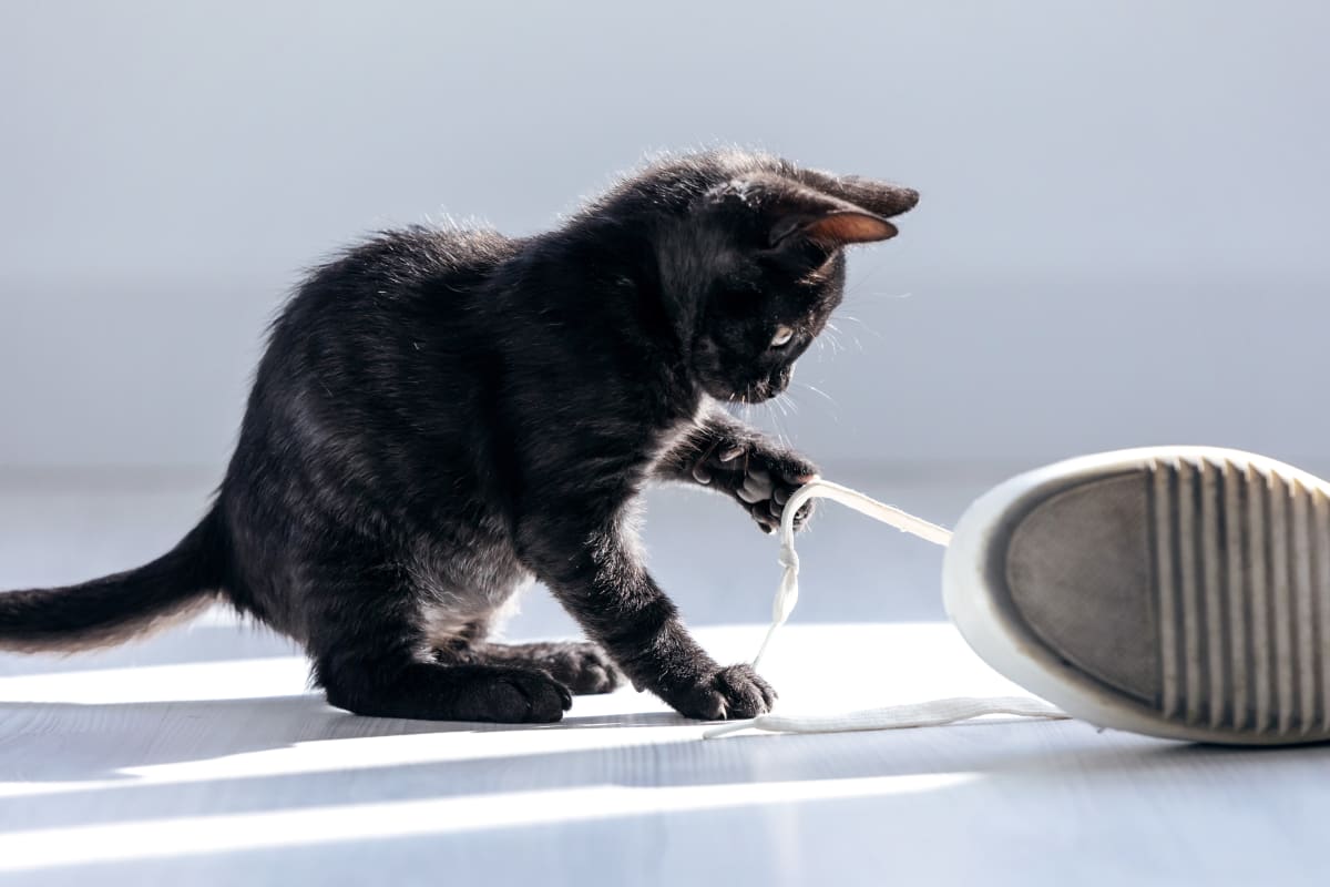 cat playing with shoe at animal clinic