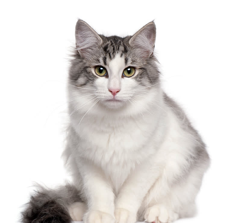 Cats, Stine Veterinary Hospital