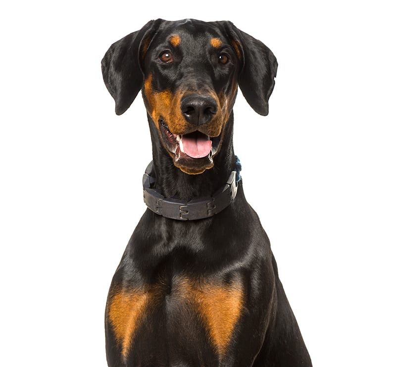 Giant Dogs, Stine Veterinary Hospital