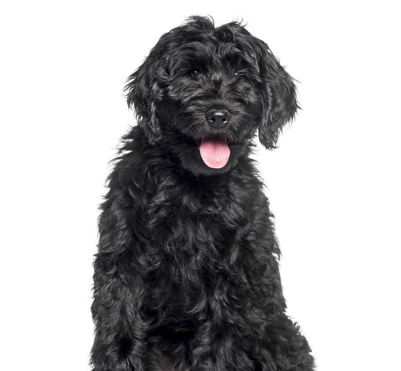 Medium Dogs, Stine Veterinary Hospital