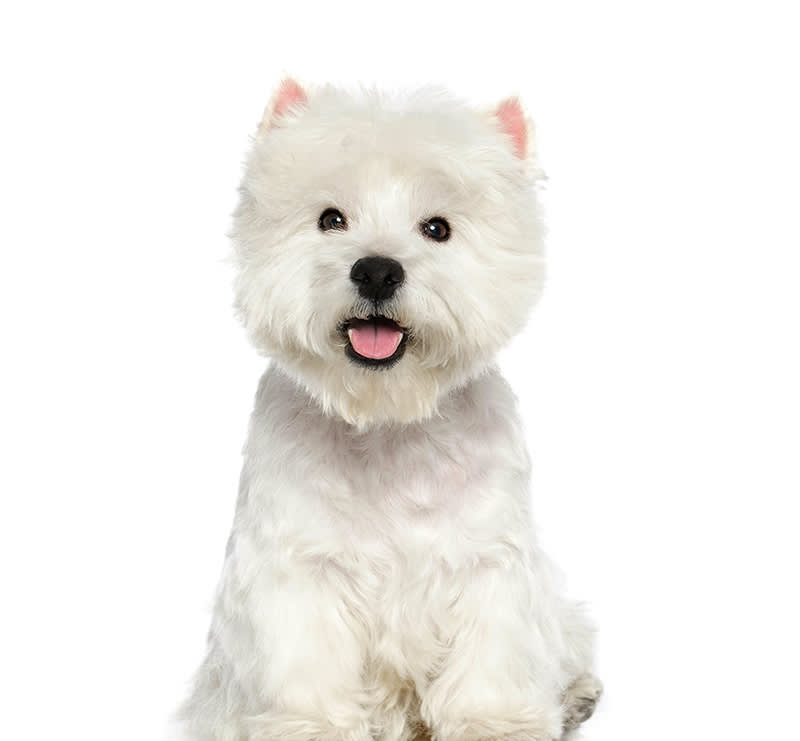 Small Dogs, Stine Veterinary Hospital