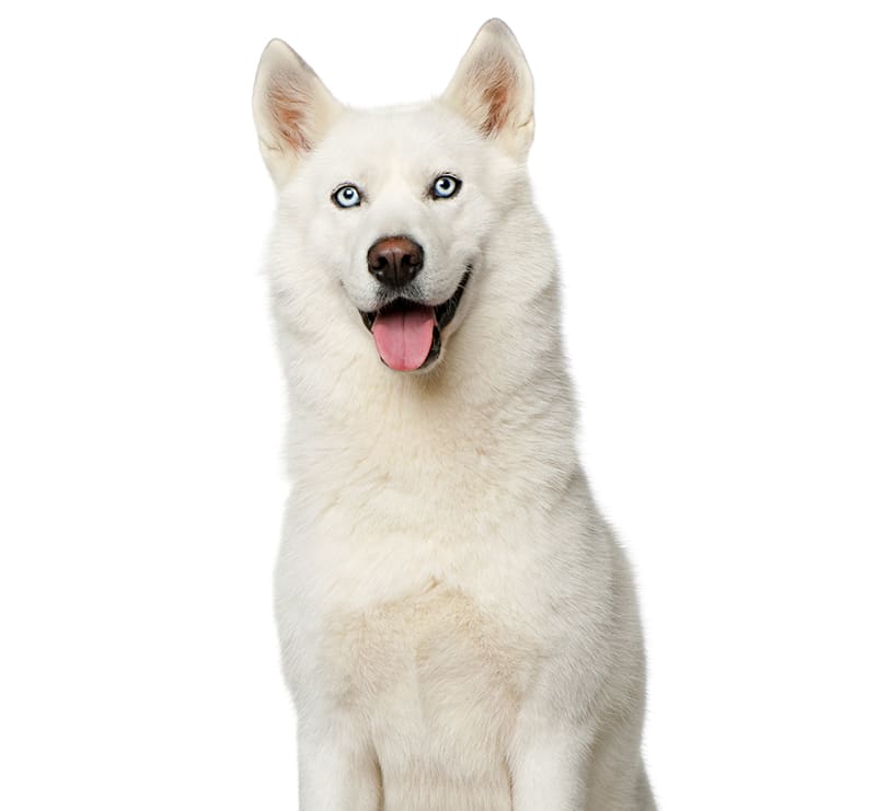 X-Large Dogs, Stine Veterinary Hospital