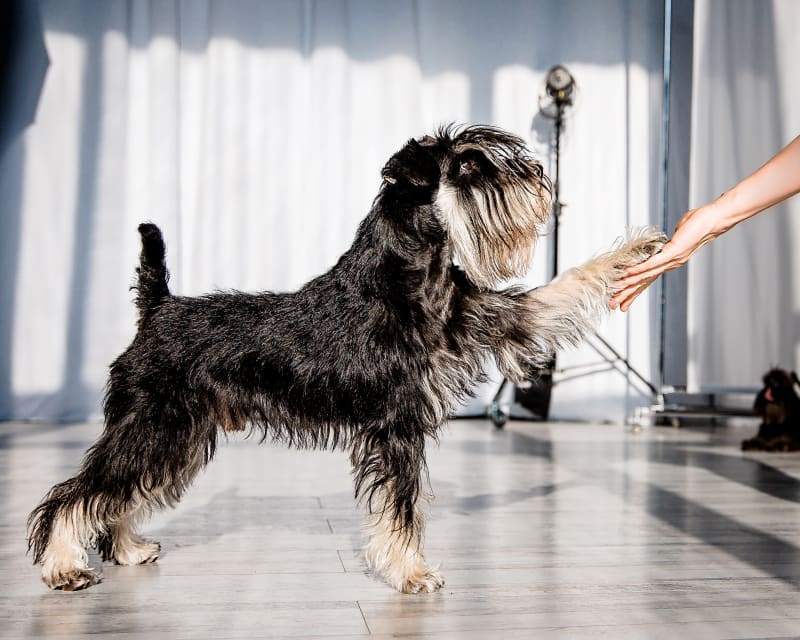 The Importance of Preventive Care, Stine Veterinary Hospital